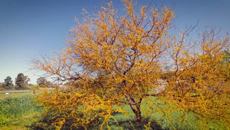 flowered acacia tree moved by the wind