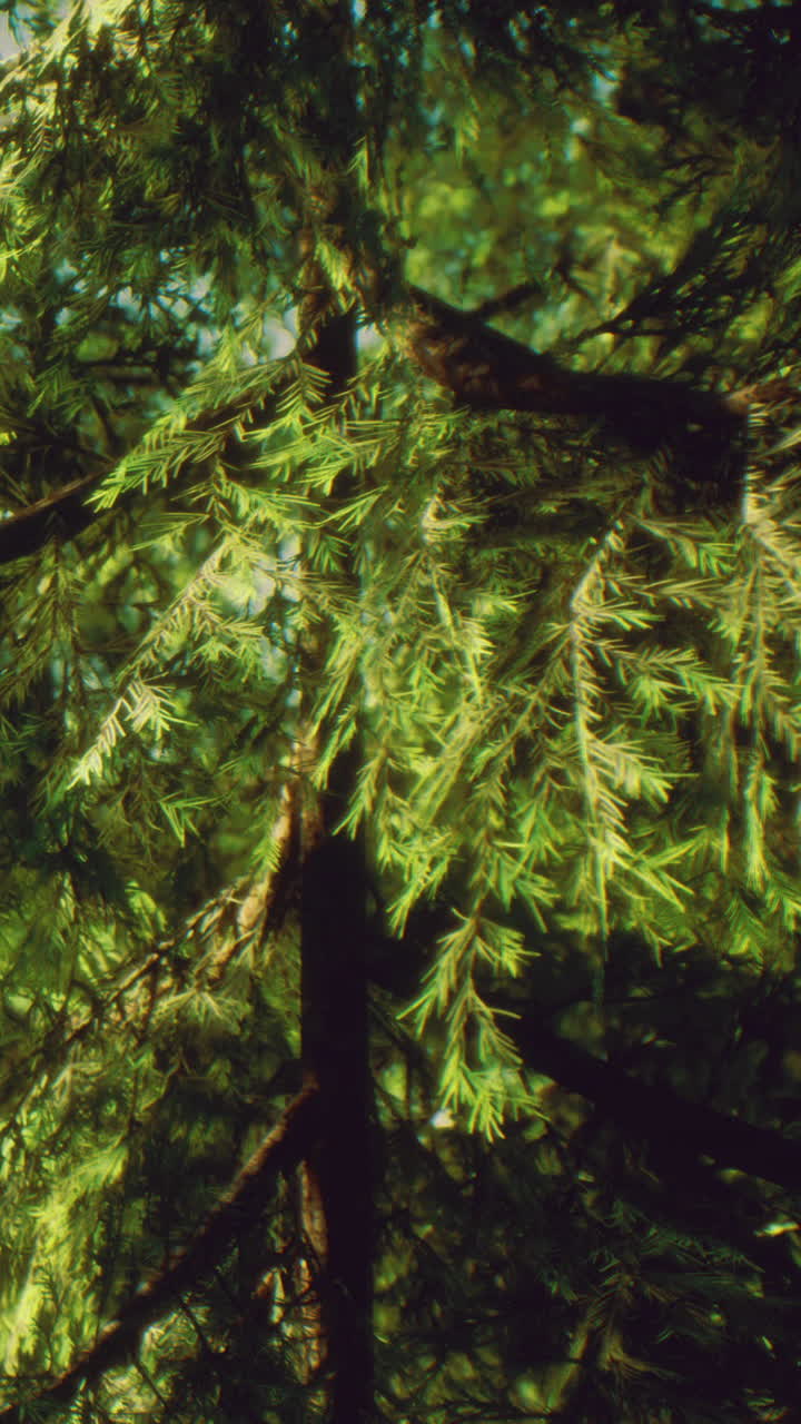 La luce del sole filtra attraverso i rami degli alberi in una foresta nel pomeriggio.