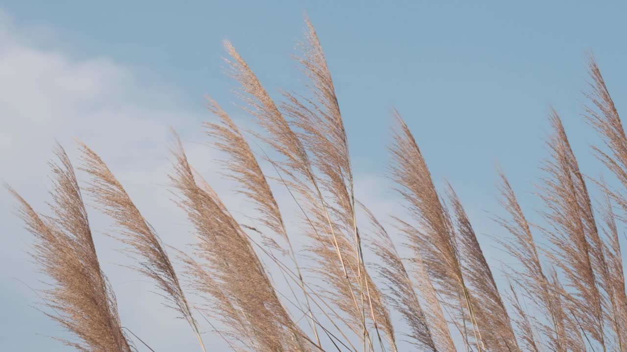 푸른 하늘을 배경으로 바람에 억새가 날리다