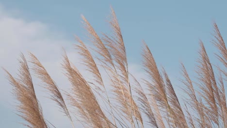 silvergrass soplado por el viento contra el cielo azul