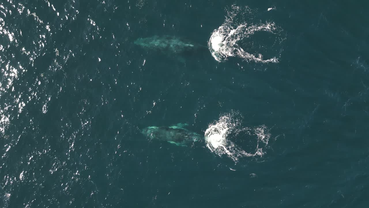 Aerial view of two whales swimming and spouting in the ocean