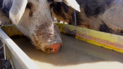 Joven-Cerda-Peluda-Bebiendo-Agua-Sucia-En-Un-Rancho-Agrícola-Europeo-Durante-El-Verano