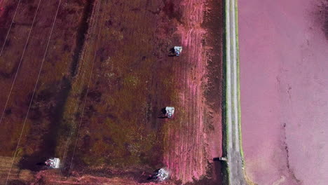 Top-down-aerial-tilts-up-to-reveal-cranberry-field-workers-moving-through-the-bog-on-harvesting-machines