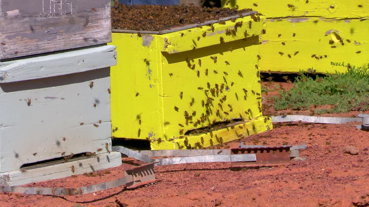 Primo piano di un alveare attivo in Australia