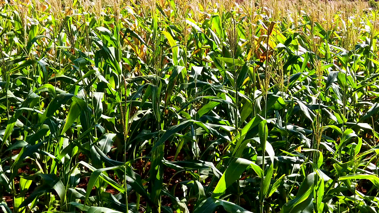 Raccolta di mais nel campo, mais estivo da piantagione, campi di mais in crescita