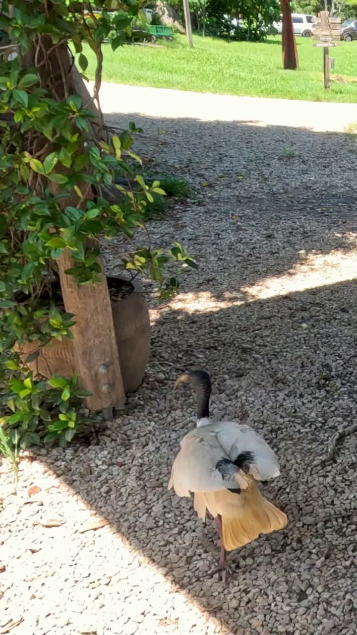 이비스 새가 나무로 만든 피크닉장을 탐험하고 있습니다.