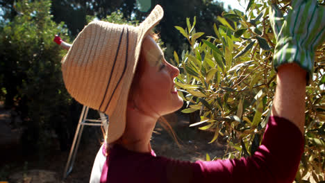 Couple-harvesting-olives-from-tree-in-farm