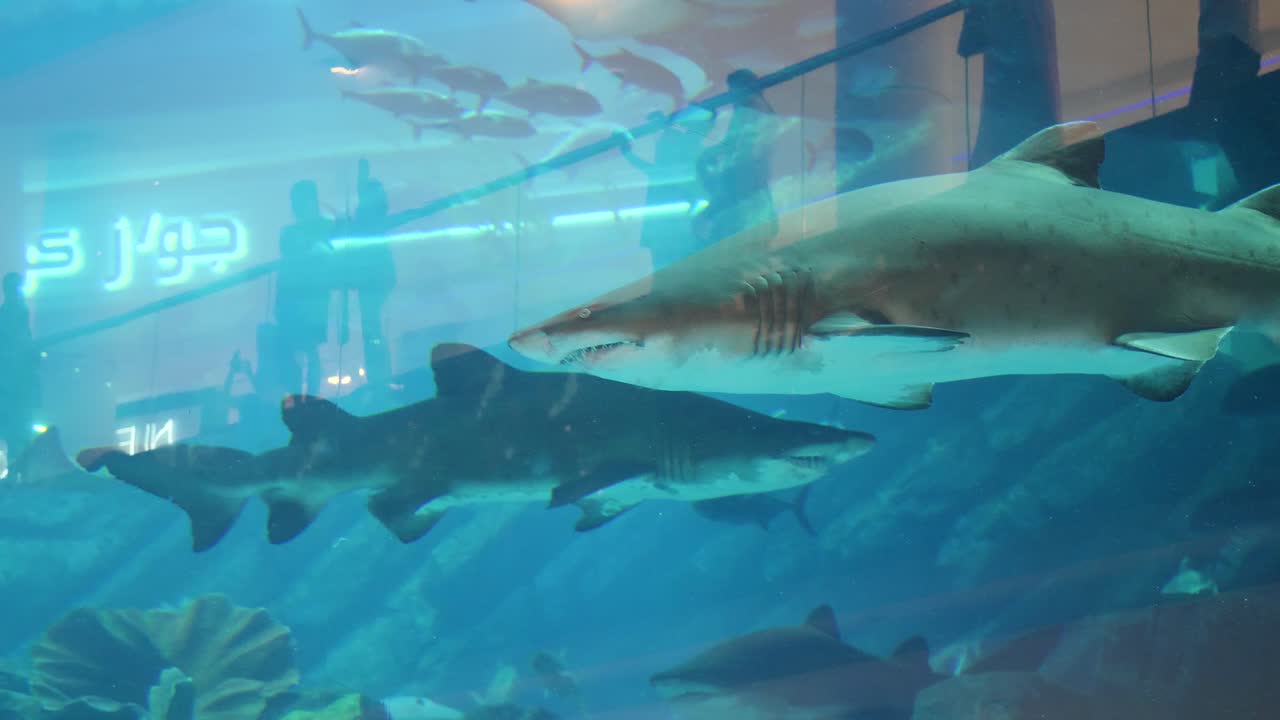 수족관 에 있는 상어