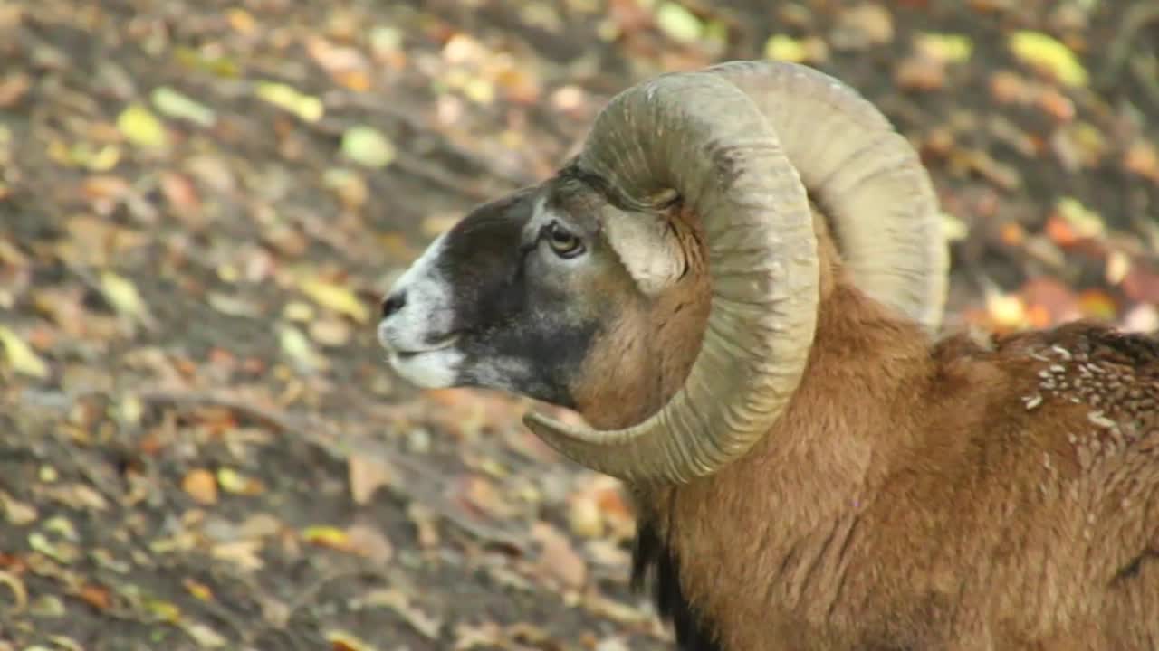 Mouflon, Ovis orientalis, potret mamalia bertanduk spiral besar berjalan mendaki bukit di hutan