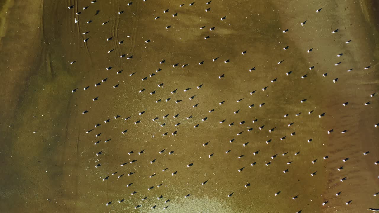Bird's Eye View Over Flock Of Seagulls On Sunset Beach - drone shot Baltic Sea - Poland
