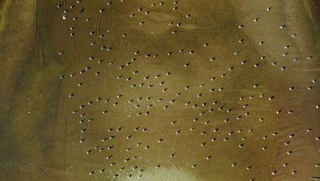 bird's eye view over flock of seagulls on sunset beach - drone shot baltic sea - poland