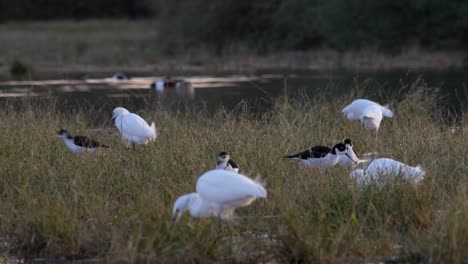 egrets with other birds forage for food in the wetlands found in the riparian preserve in the southwest of the usa