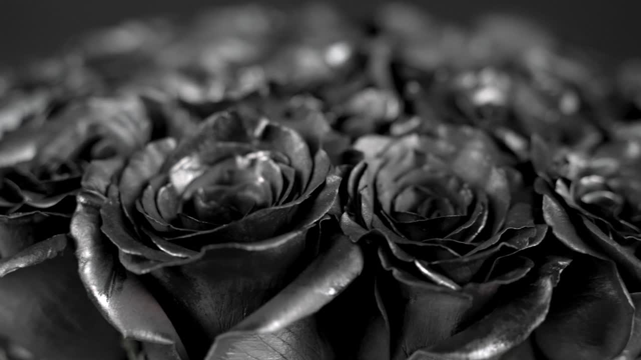 Black roses spinning macro shot shallow depth of field