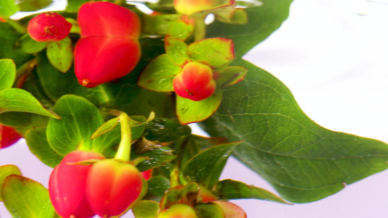 은 열매 와 초록색 잎 을 근접 으로 볼 수 있다