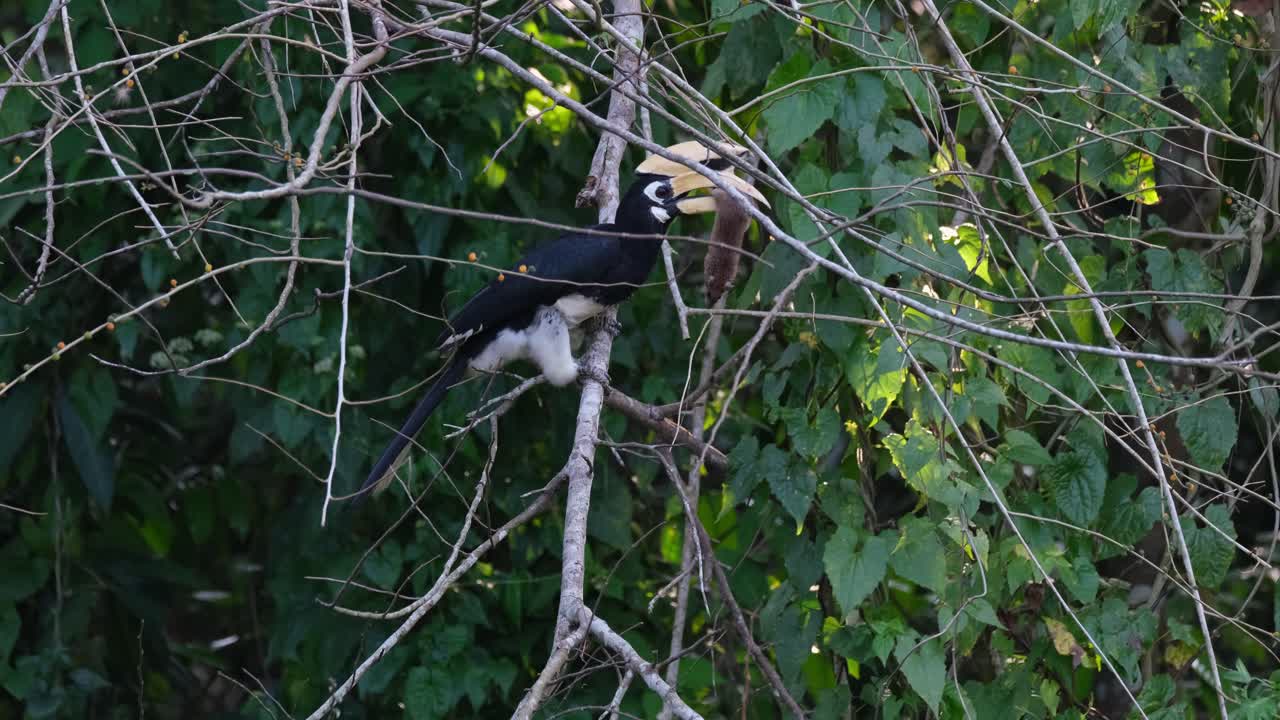 Resting for awhile, an Oriental Pied Hornbill Anthracoceros albirostris dangles a dead mouse with its beak as it perches on a tree in a national park in Thailand.