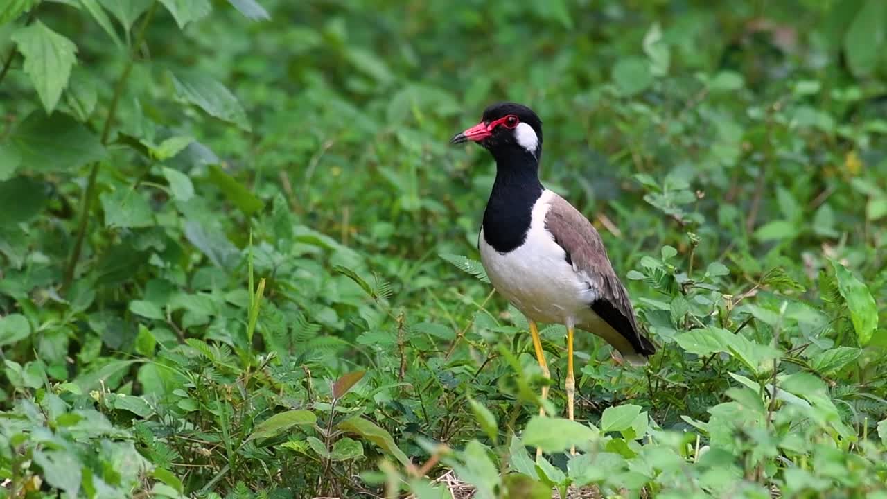 el avefría de barbas rojas es una de las aves más comunes de tailandia