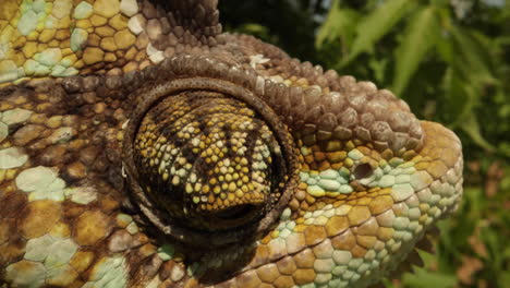 Panning-reveal-of-chameleon-eyeball