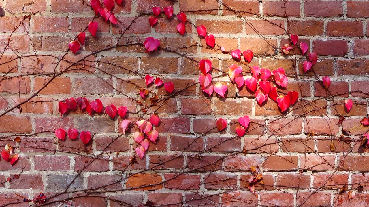 Edera sul muro di mattoni della casa. Riprese in autunno