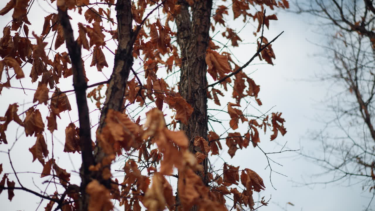 las hojas secas de otoño se aferran a las ramas delgadas, balanceándose suavemente en el viento contra el cielo suave, el follaje marchitado captura la esencia de la transición estacional