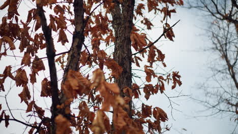 dry autumn leaves cling to slender branches, swaying gently in the wind against soft sky, the withered foliage captures essence of seasonal transition