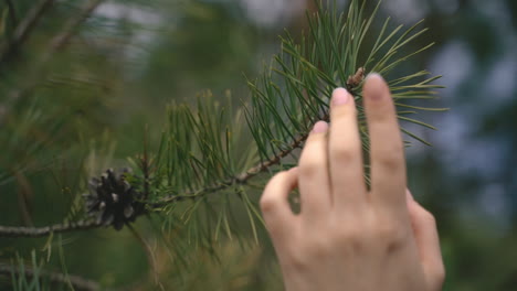 女人的手在抚摸松树的树枝 2