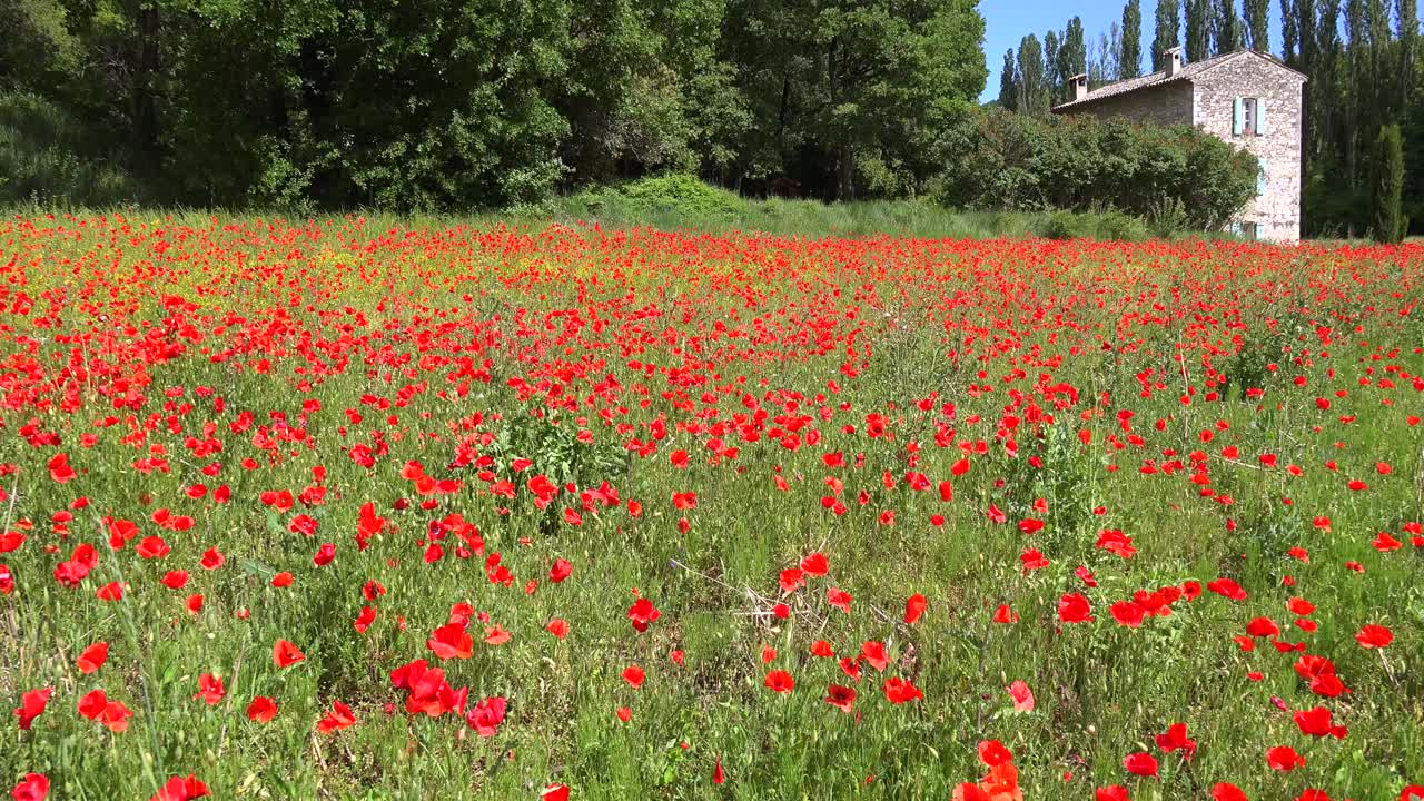 Fransa'nın Provence bölgesindeki güzel bir antik taş evin yakınında, güzel bir kır çiçeği tarlası çiçek açıyor.