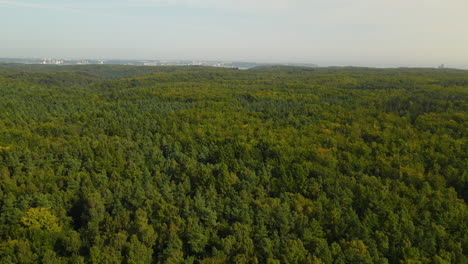 vasto paisaje forestal en witomino gdynia polonia - toma aérea