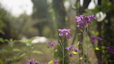 a bee-fly feeding on purple wildflowers in a softly lit forest clearing. the shallow depth of field highlights the insect and blossoms, creating a dreamy springtime atmosphere.