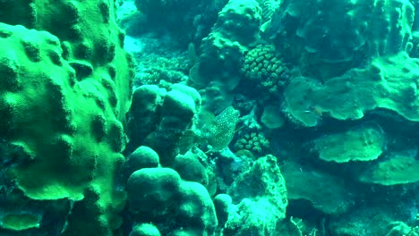 honeycomb cowfish in corals