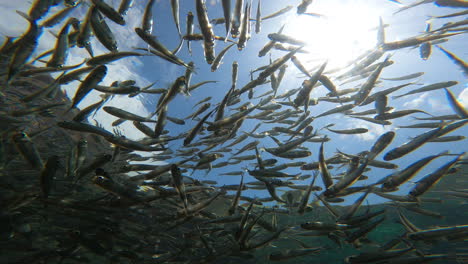 school of fish swimming, mixing, and blending in all directions above a static camera looking up towards the sunny blue sky in koh tao, thailand