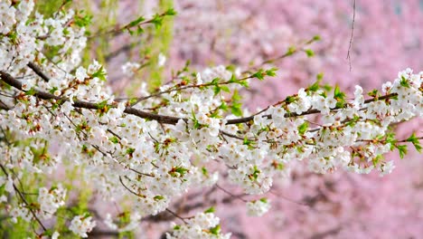 la flor de los cerezos sakura