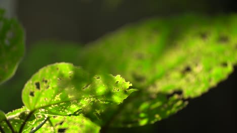 la luz del sol de la mañana ha caído sobre la hoja