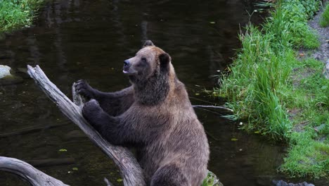 Brown-bear-sitting-down-and-waving-his-paw