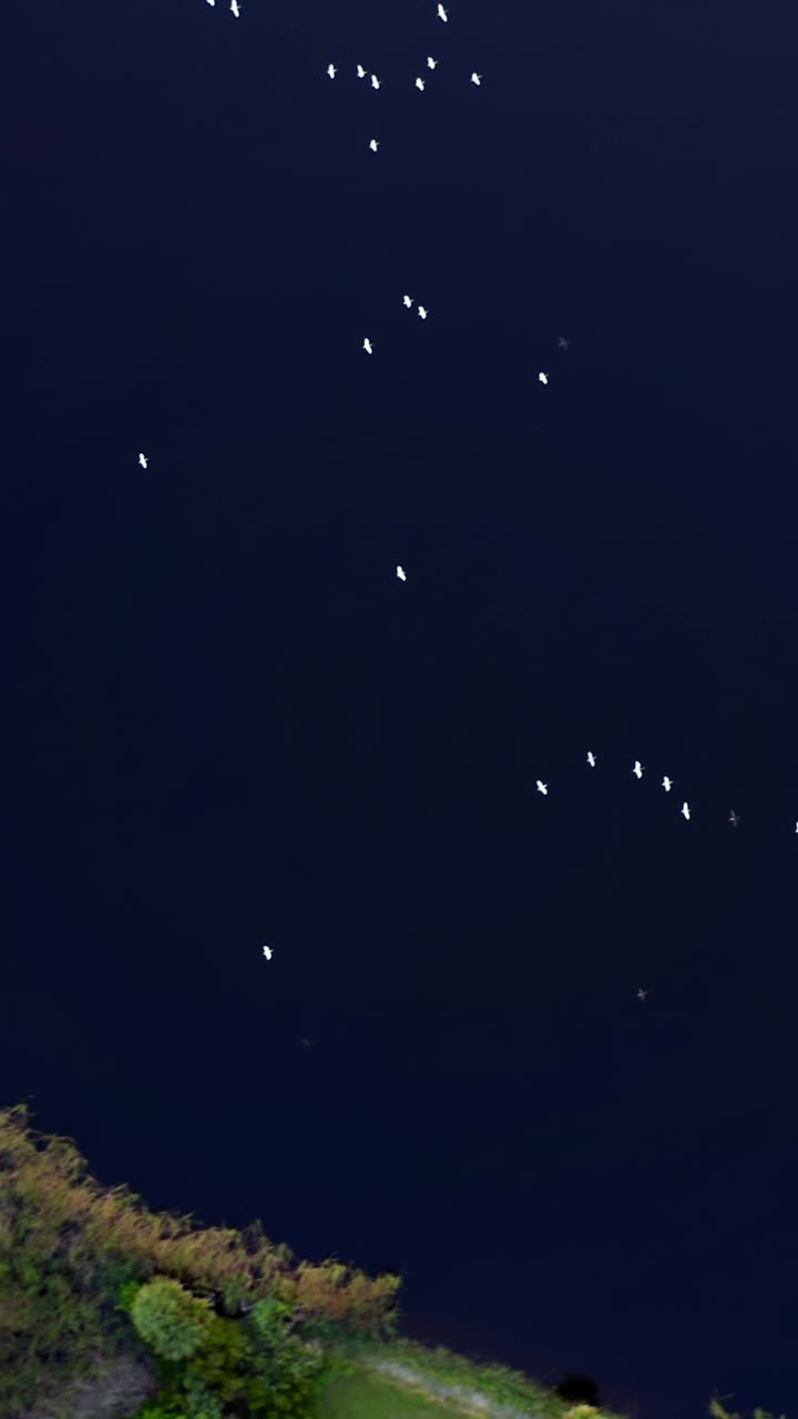 A flock of white birds glides above a still dark blue lake bordered by vivid green trees and vegetation, creating a serene and balanced natural scene