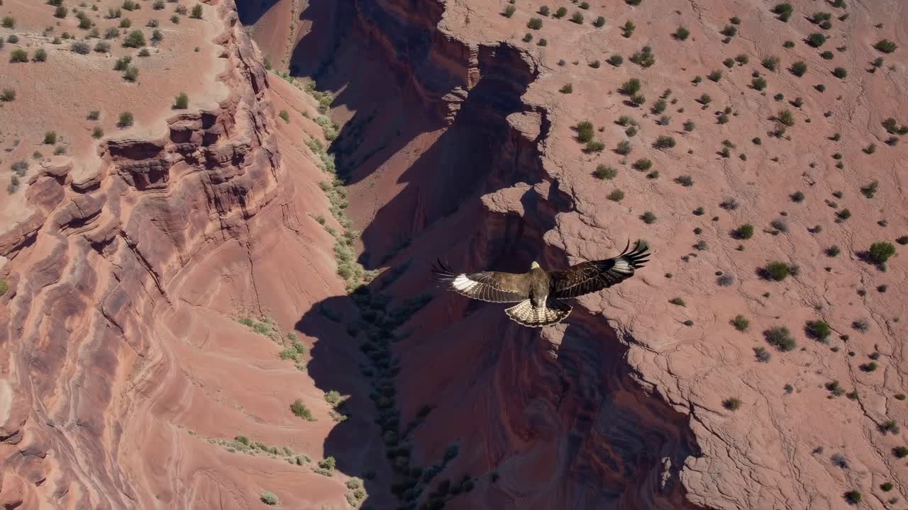 Aerial video capturing a majestic eagle soaring over a vast desert canyon, showcasing breathtaking