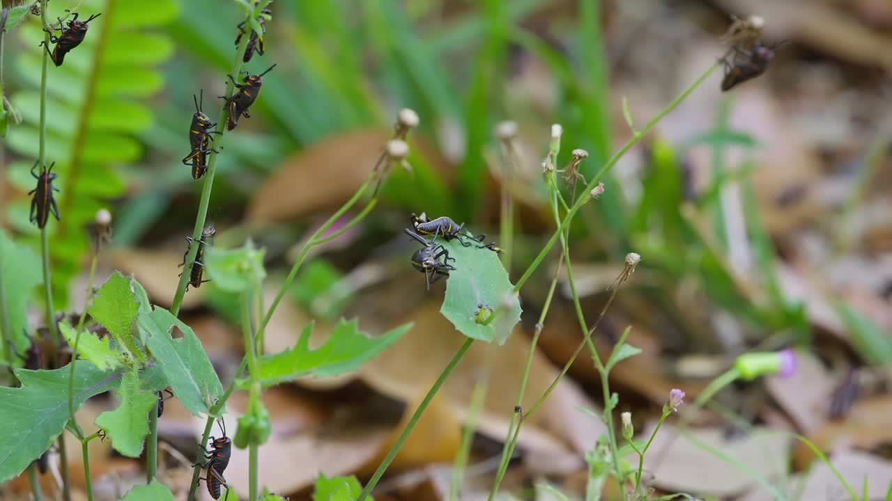 Eastern Lubber Grasshoppers Crawling Around And Eating The Green Leaves In A Forests In The Southern United States.