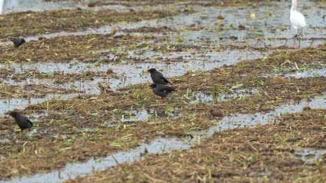 Bandada-De-Myna-Crestado,-Acridotheres-Cristatellus-Saltando-En-Los-Arrozales,-Buscando-Cultivos-Caídos-Después-De-La-Cosecha