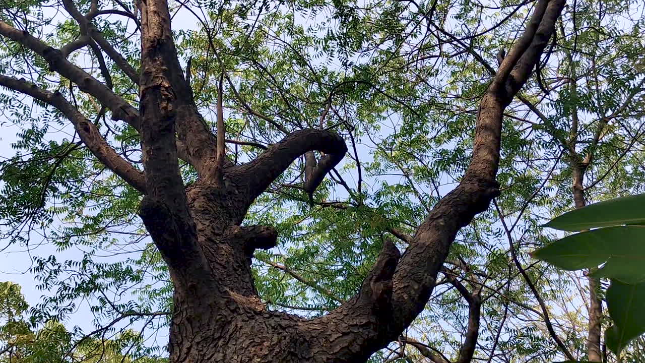 Ripresa in tilt dal tronco d'albero alla chioma frondosa contro il cielo. Ideale per transizioni naturali, temi ambientali, contenuti di mindfulness e immagini di sfondo organiche.