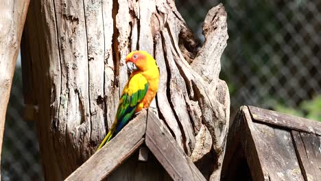colorful parrot perched on wooden structure