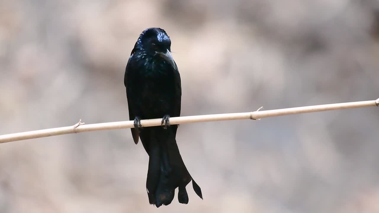 el drongo con cresta de pelo o es un ave en asia de la familia dicruridae que era conespecífico con dicrurus bracteatus o drongo con lentejuelas en el que puede ser difícil diferenciar entre sí