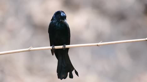 El-Drongo-Con-Cresta-De-Pelo-O-Es-Un-Ave-En-Asia-De-La-Familia-Dicruridae-Que-Era-Conespecífico-Con-Dicrurus-Bracteatus-O-Drongo-Con-Lentejuelas-En-El-Que-Puede-Ser-Difícil-Diferenciar-Entre-Sí