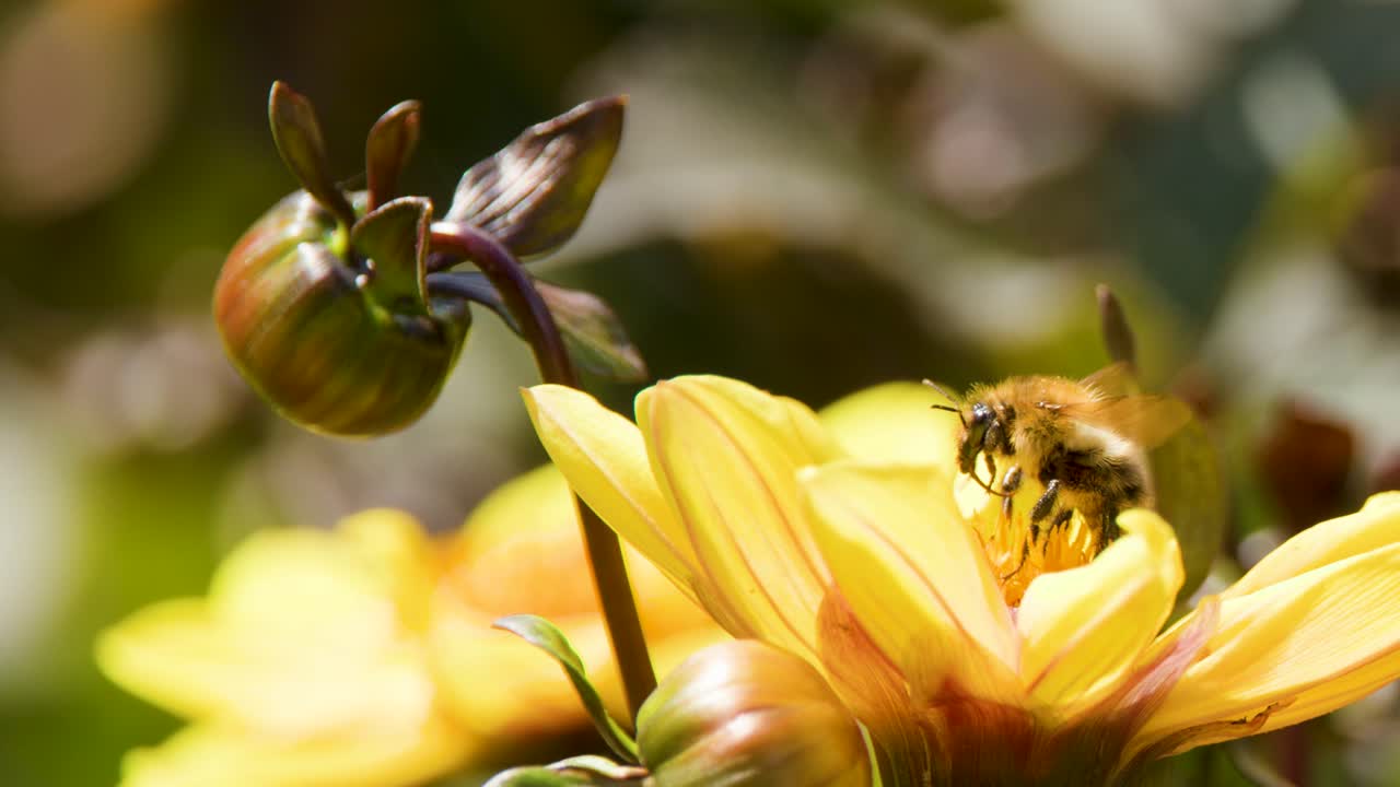 Bee collects pollen on yellow blossom in natural sunlight, macro closeup, shallow depth of field