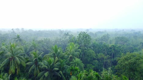 misty morning in deep forest