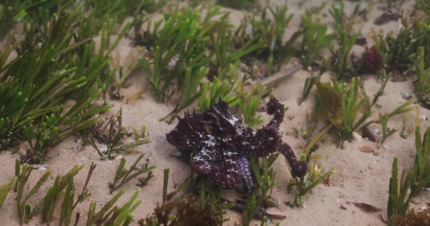Cena subaquática cinematográfica capturando um polvo em transição de camuflagem perfeita para visibilidade total e mudando de forma enquanto nada na escuridão do oceano