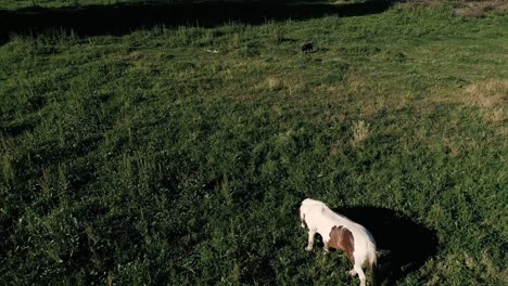 4k drone foo4k imágenes de drones de caballos comiendo hierba en una granja chilena