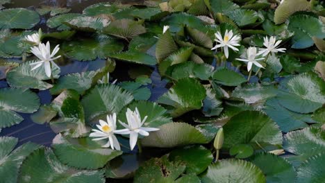 Nenúfares-Nenúfares-Con-Hermosas-Flores-Blancas-Flotando-Y-Cubriendo-La-Superficie-Del-Agua-De-Estanques-De-Peces-Acuáticos-En-Clima-Tropical