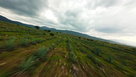 FPV DRONE SHOT LOW ALTITUDE DYNAMIC FLY OVER AGAVE FIELDS