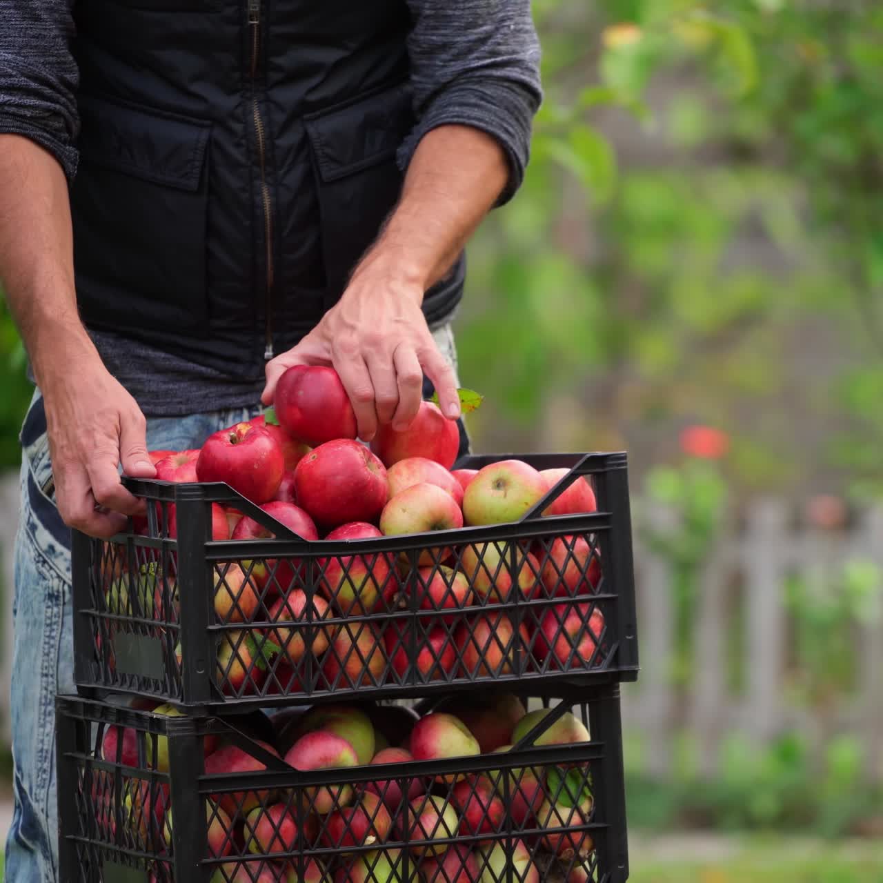 Man picks apples in box. Harvesting in the garden. Agriculture business concept. Smart farming harvesting lifestyle. Farmer holds box with apples