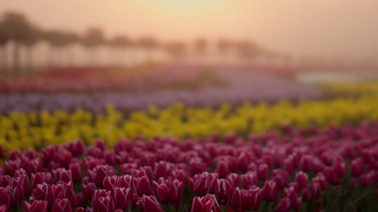 vista del campo de flores a la luz del amanecer. hermoso jardín de tulipanes por la mañana.