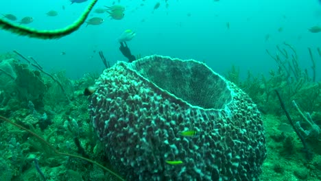 esponja de barril gigante en el arrecife